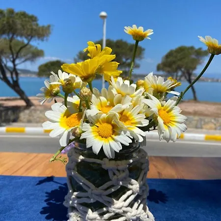 Lacivert Ayvalı